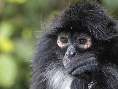 R7_F6193 Spider Monkey.jpg