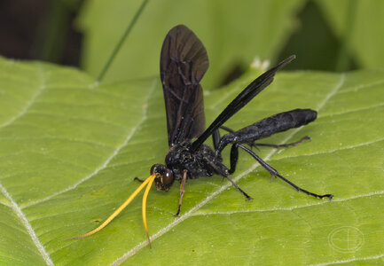 R7_H0261 Wasp - Gnamptopelta obsidianator.jpg