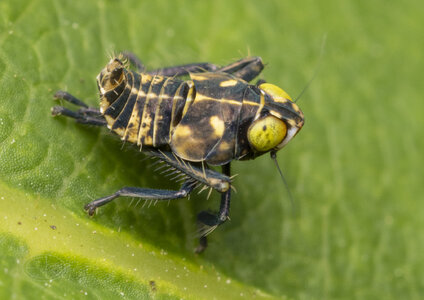 R7_H0358 Coppery Leafhopper, Jikradia olitoria.jpg