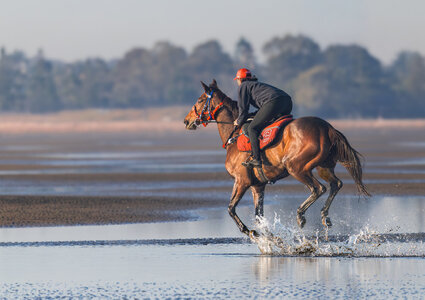Horse on Brighton Beach.jpg