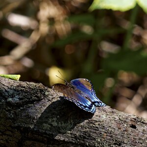Red-spotted Purple1.jpg