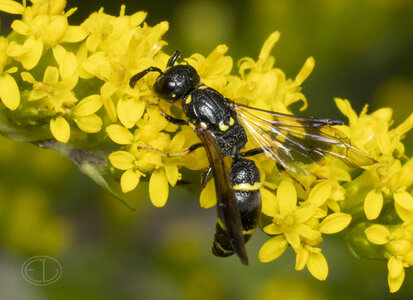 R7_H6186 Willow Mason Wasp (a kind of potter wasp).jpg