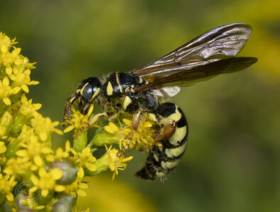 R7_H6196 Five-banded Thynnid Wasp.jpg
