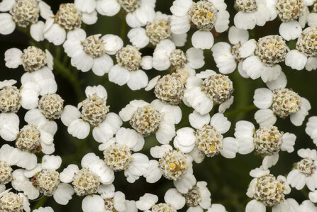 R7_H6084 Common Yarrow.jpg
