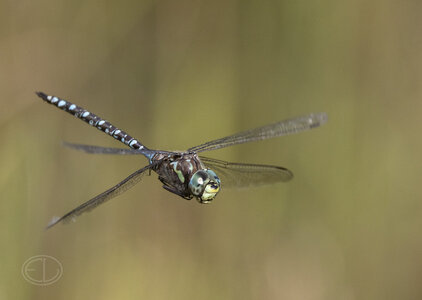 R7_H6446 Darner Dragonfly.jpg