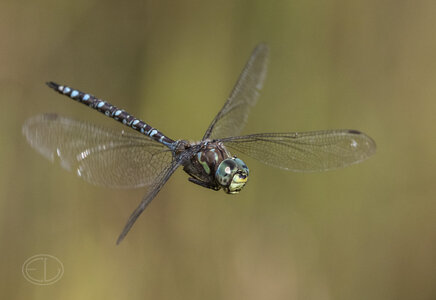 R7_H6448 Darner Dragonfly.jpg