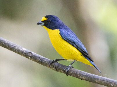 R7_F7229 Yellow-throated Euphonia before denoise.jpg