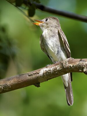 Eastern Wood Pewee.jpg