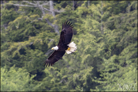 54493 Bald Eagle.jpg
