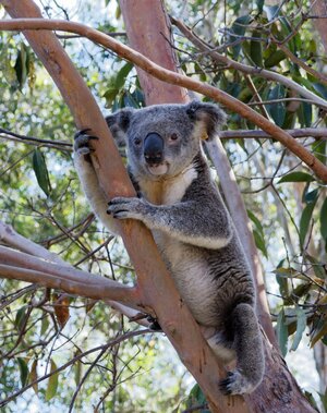 Koala 4.jpg