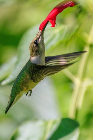 1L6A0253 ruby-throated hummingbird.jpg