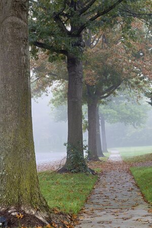 IntoTheFog2.jpg