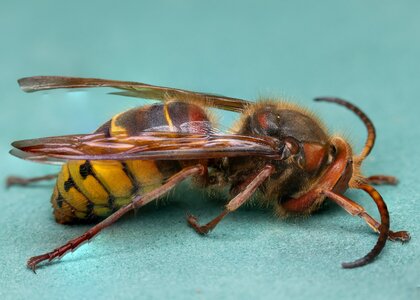 Murder hornet AB.jpg