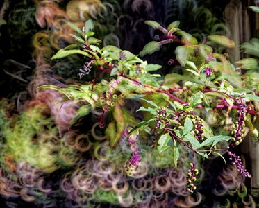 Pokeweed BBokeh.jpg