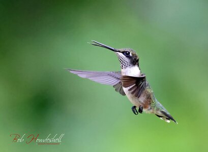 ruby_throated_hummingbird_0001a_sm.jpg