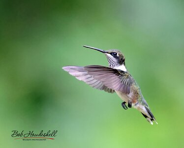 ruby_throated_hummingbird_0002a_sm.jpg