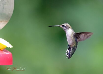 ruby_throated_hummingbird_0003a_sm.jpg