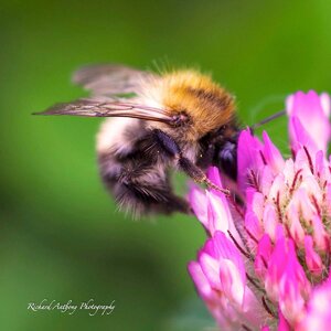 Bee macro lens .jpeg