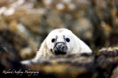 Seal pup Fishguard.jpeg