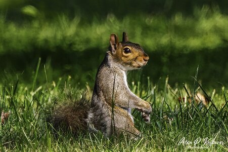 Squirrel-1.jpg