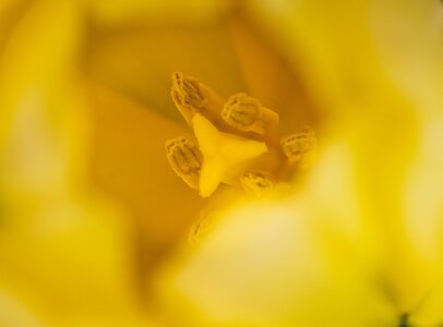 TulipStamenFocusStack.jpg