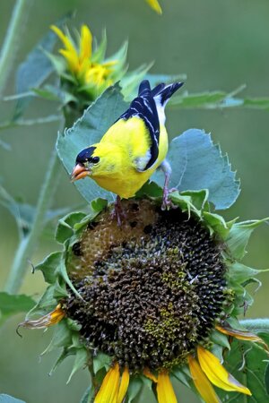 00goldfinch4272.jpg