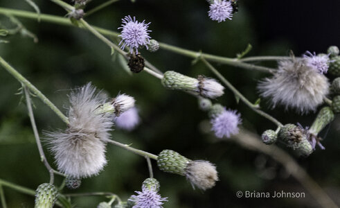 Flowers and Weeds-5.jpg