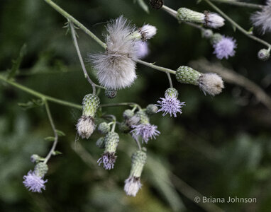 Flowers and Weeds-6.jpg