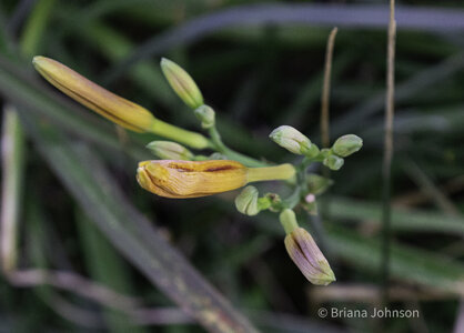 Flowers and Weeds-7.jpg