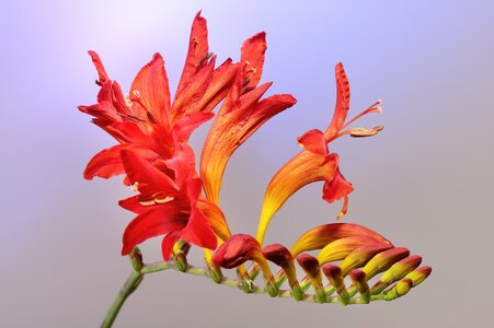 00crocosmia5684.jpg