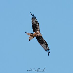 KR5_1728-Red_Kite-02-Edit.jpg