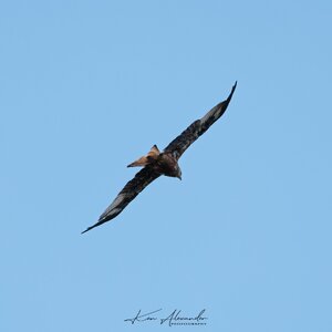 KR5_1729-Red_Kite-03-Edit.jpg