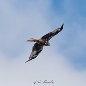 KR5_1734-Red_Kite-08-Edit.jpg