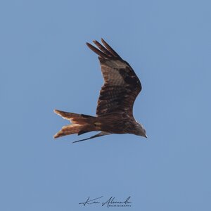 KR5_1739-Red_Kite-09-Edit.jpg