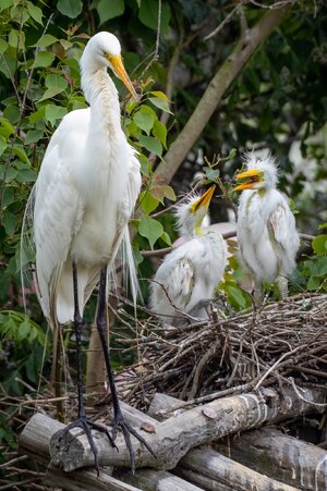 2021-016-115 Smith Oaks Rookery-Edit-2.jpg