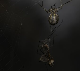 MJH_R7_Spider_meal2.jpg