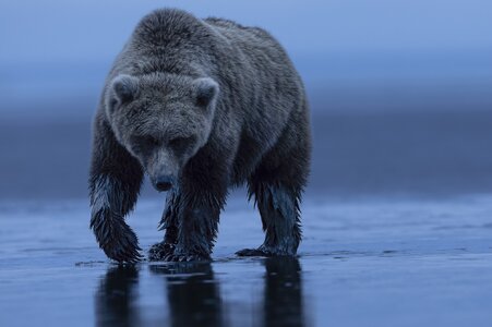 Grizzly_I3A1347.jpg-.jpg