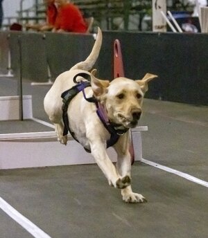 2022-056-014 Fly Ball races.jpg