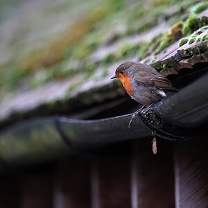 A little robin taking a bath in the guttering