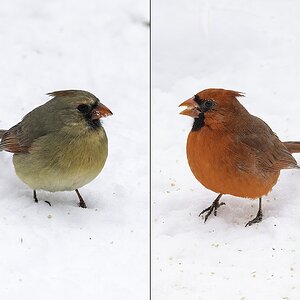 Cardinal male & female.jpg
