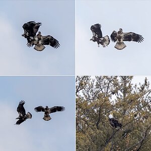 Juvenile Bald Eagles dogfighting as an adult Bald Eagle yells at them.jpg