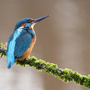 kingfisher5-100500.jpg