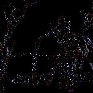 Sea World Christmas Lights 2