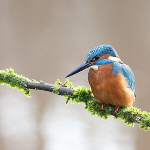 kingfisher4-100500.jpg