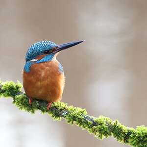 kingfisher3-100500.jpg
