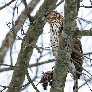 Coopers Hawk immature with squirrel.jpg