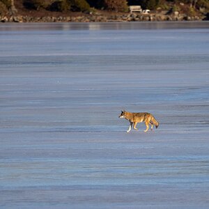 Eastern Coyotes on frozen lake-1.jpg