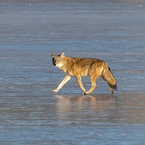 Eastern Coyotes on frozen lake-2.jpg