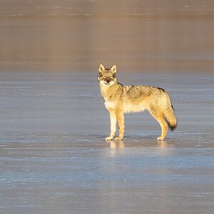 Eastern Coyotes on frozen lake-3.jpg