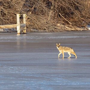 Eastern Coyotes on frozen lake-5.jpg